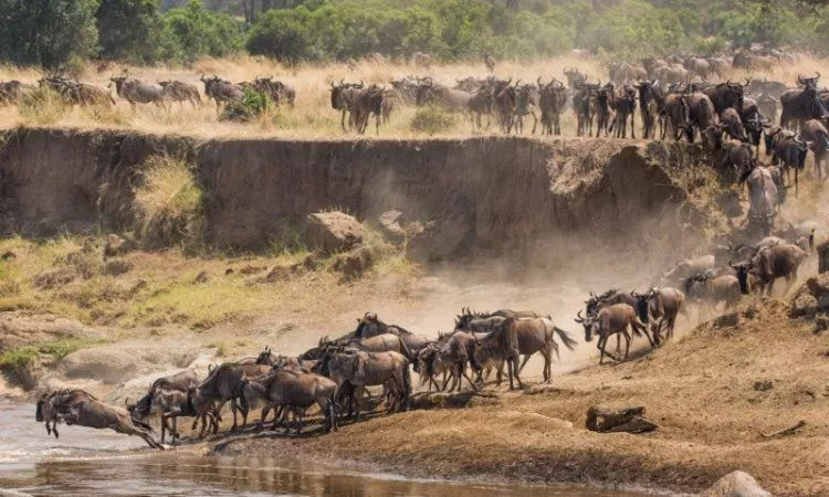 The Great Migration, Tanzania